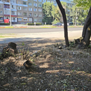 В отделе ЖКХ Усть-Каменогорска объяснили вырубку деревьев на бульваре Гагарина